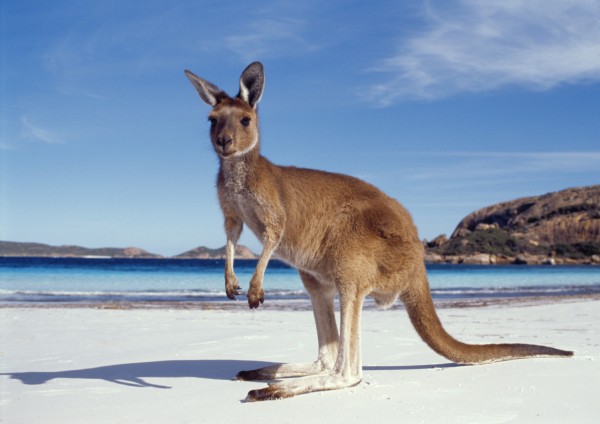1-Kangaroo 1